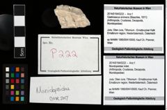 Foto (Objekt + Etikett) von Mundopsidae indet.  (NHMW-GEO-2014-0194-0222)